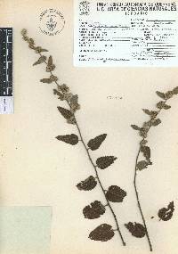 Waltheria indica image