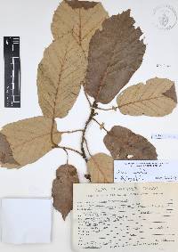 Quercus candicans image