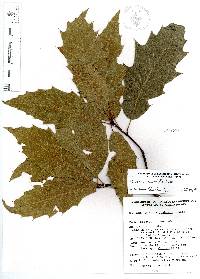 Quercus acutifolia image