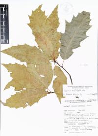 Quercus acutifolia image