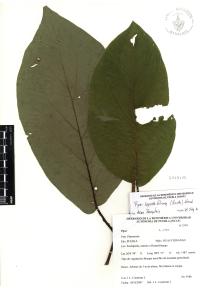 Piper lapathifolium image