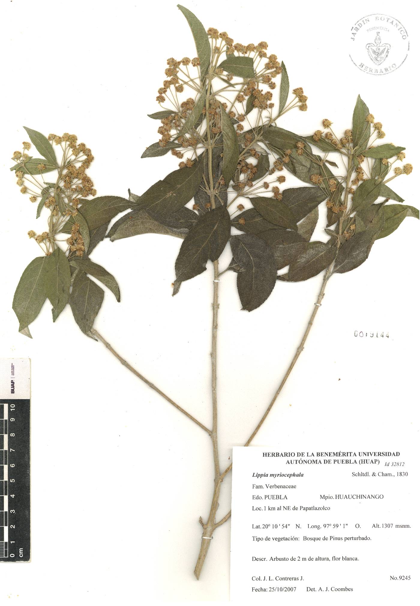 Lippia myriocephala image