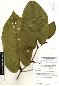Piper auritum image