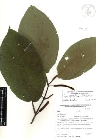 Piper lapathifolium image