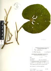 Lepianthes peltata image