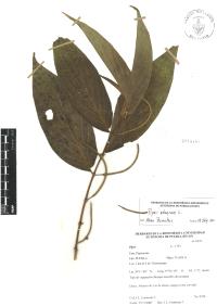 Piper aduncum image