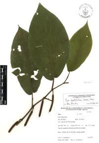 Piper lapathifolium image