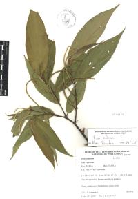 Piper aduncum image