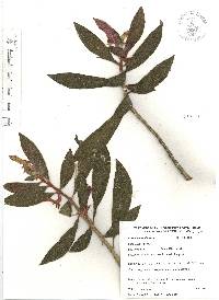 Columnea schiedeana image