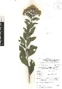 Vickianthus liatroides image