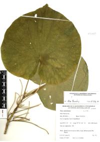 Lepianthes peltata image