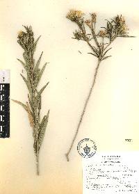 Trixis angustifolia image