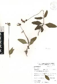 Salvia prunelloides image