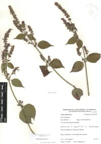 Salvia polystachia image