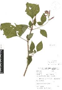 Salvia tubifera image