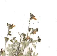 Salvia thymoides image