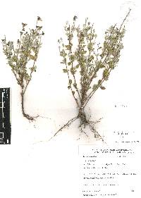 Salvia thymoides image