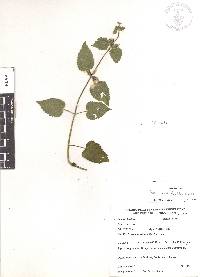 Stachys boraginoides image