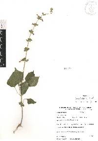 Salvia leptostachys image