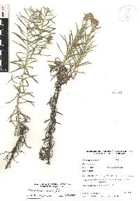 Gnaphaliothamnus salicifolius image