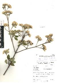 Ageratina glabrata image