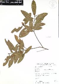 Quercus acherdophylla image