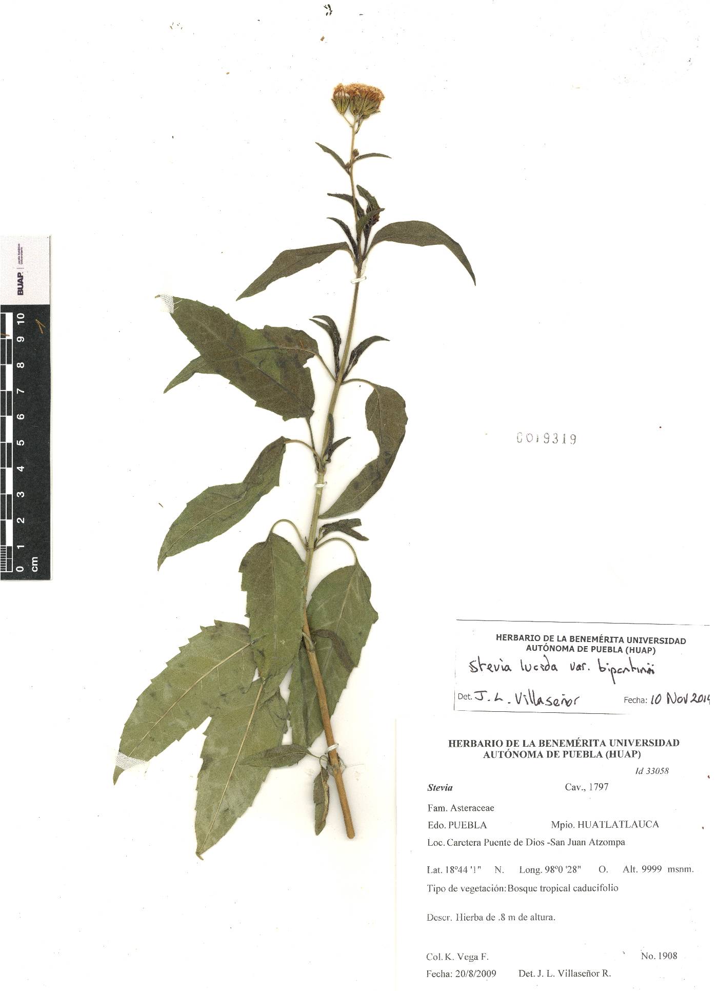 Stevia lucida image