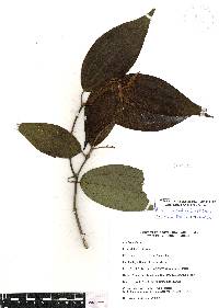 Miconia sylvatica image