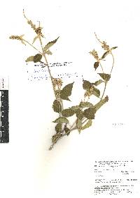 Croton balsensis image