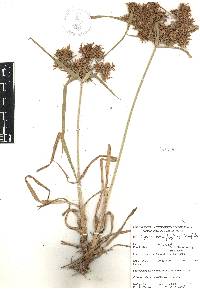 Cyperus hermaphroditus image