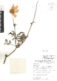 Dahlia apiculata image
