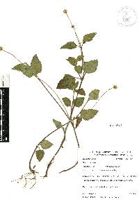 Acmella repens image