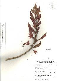 Columnea schiedeana image