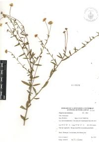 Erigeron karvinskianus image