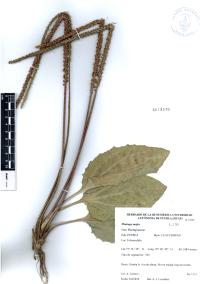 Plantago major image