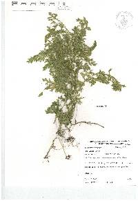 Selaginella stenophylla image