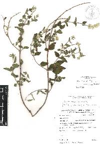 Salvia breviflora image
