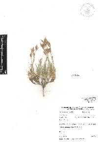 Festuca hephaestophila image