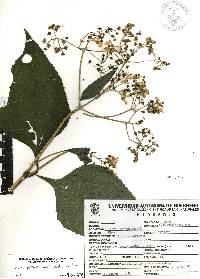 Trigonospermum melampodioides image