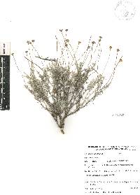 Thymophylla setifolia image