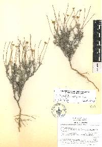 Thymophylla setifolia image