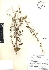 Euphorbia francoana image