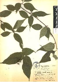 Cornus excelsa image