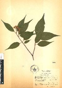 Cornus excelsa image