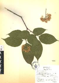 Cornus excelsa image