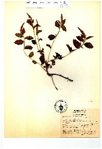 Acalypha phleoides image