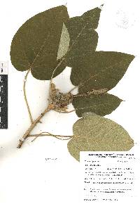 Croton stipulaceus image