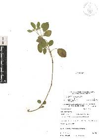 Euphorbia graminea image