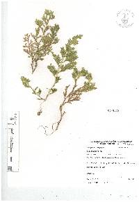 Selaginella stenophylla image