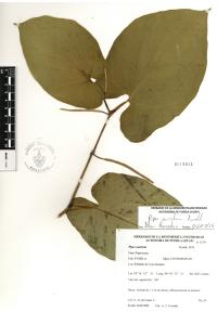 Piper auritum image